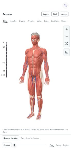 Anatomy in full screen